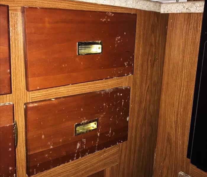 Mold growing on cabinet