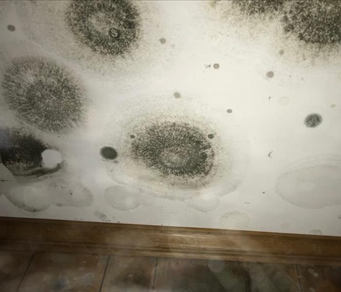 large mold spots on drywall