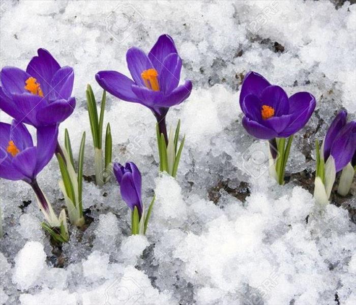 flowers peaking through snow